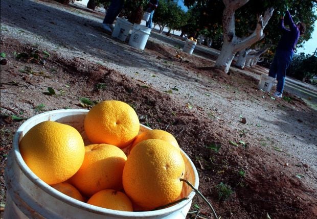 Orange Grove Road